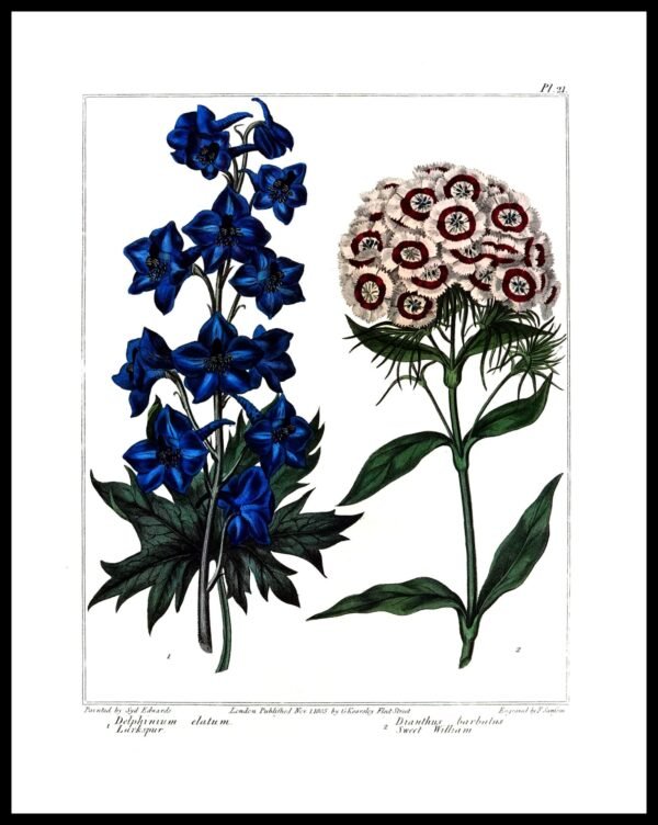 ALP F12021 Flowers (Antique Prints)